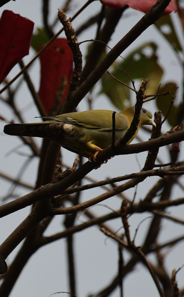 Yellow-footed Green-Pigeon - ML615126216