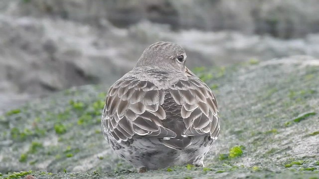 Rock Sandpiper - ML615126235