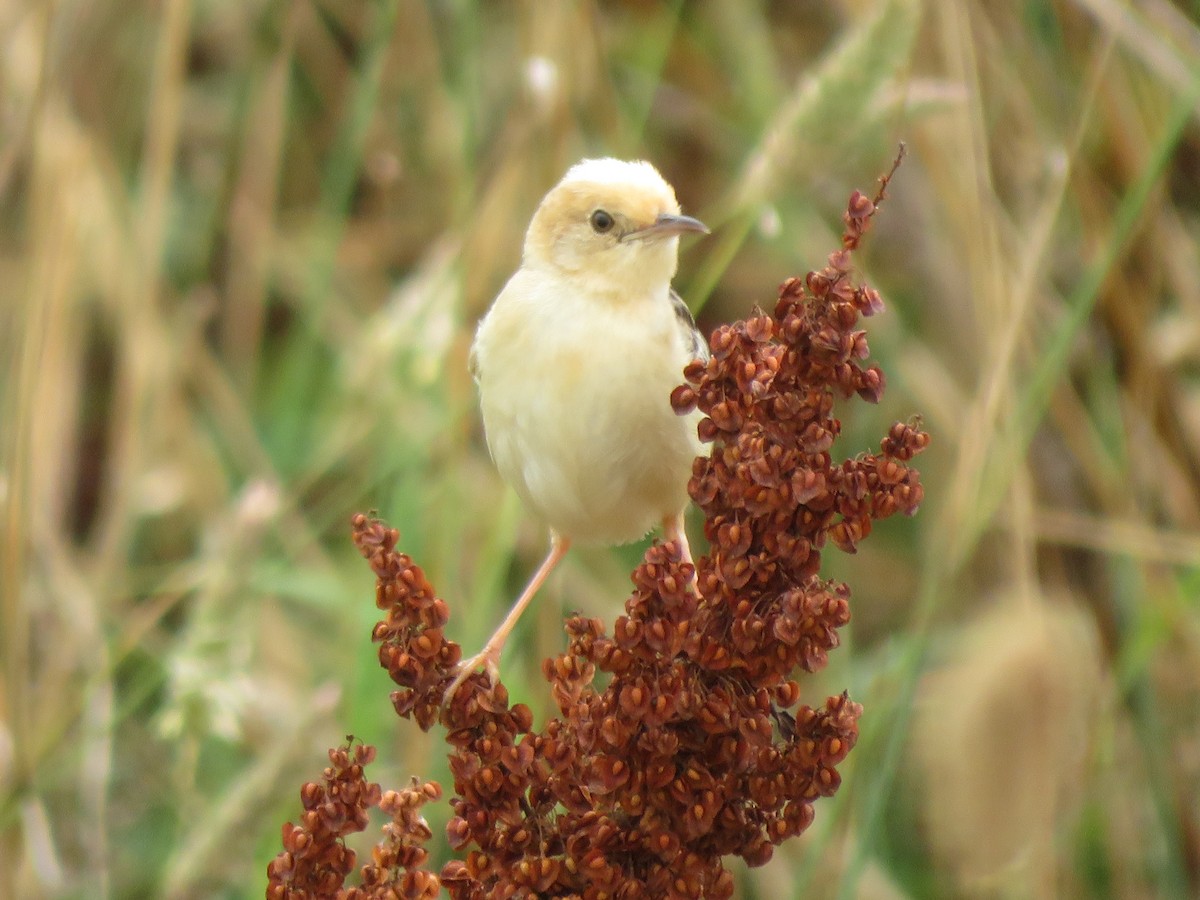 Golden-headed Cisticola - ML615126252