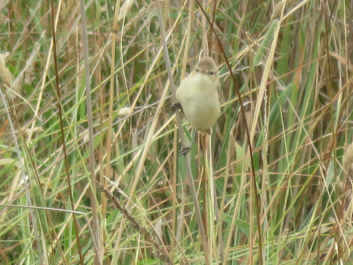 Australian Reed Warbler - ML615126275