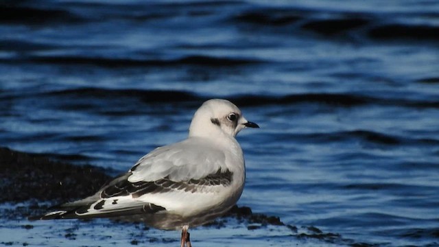 Ross's Gull - ML615126292