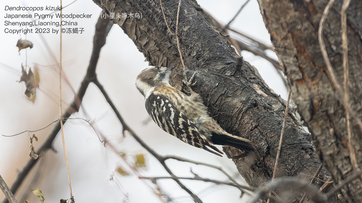 Japanese Pygmy Woodpecker - ML615126299