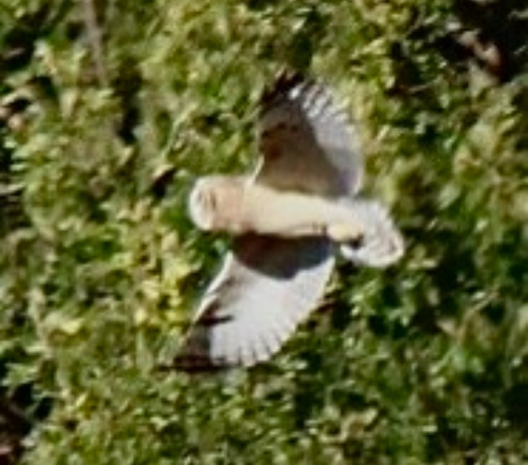 Short-eared Owl (Hawaiian) - ML615126302