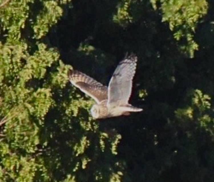 Short-eared Owl (Hawaiian) - ML615126305