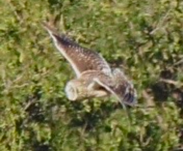 Short-eared Owl (Hawaiian) - ML615126306