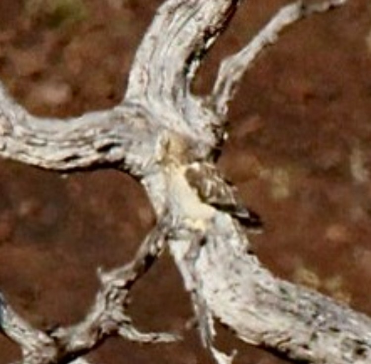 Сова болотяна (підвид sandwichensis) - ML615126307