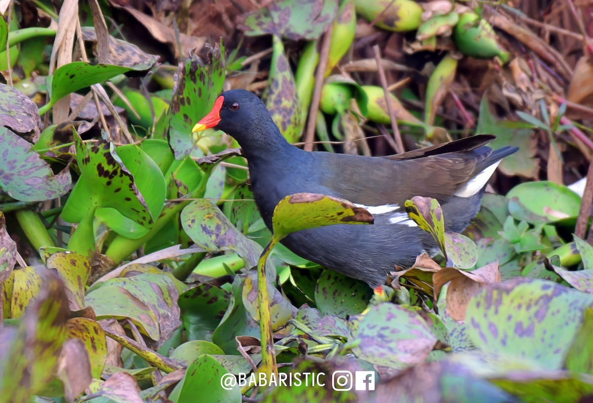 Gallinule poule-d'eau - ML615126312