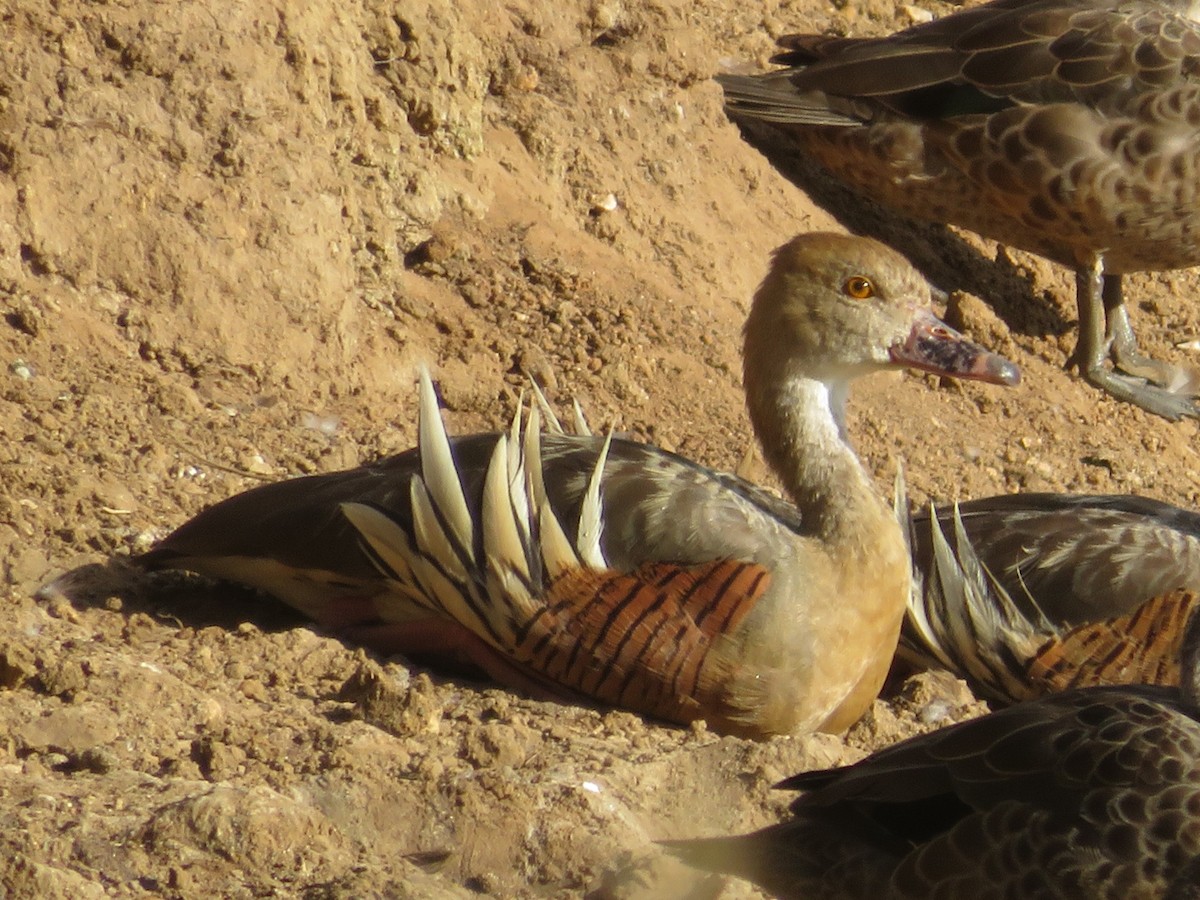 Plumed Whistling-Duck - ML615126314