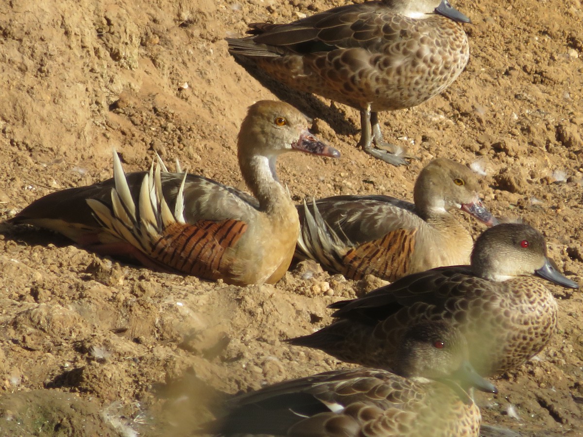 Plumed Whistling-Duck - ML615126320