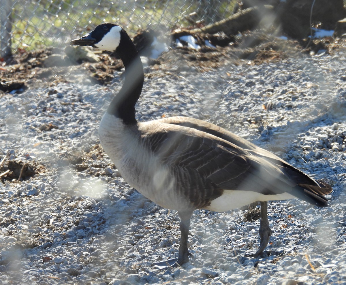 Canada Goose - ML615126334