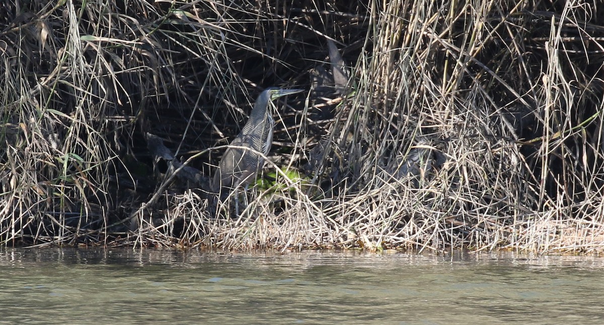 Bare-throated Tiger-Heron - Michael Woodruff