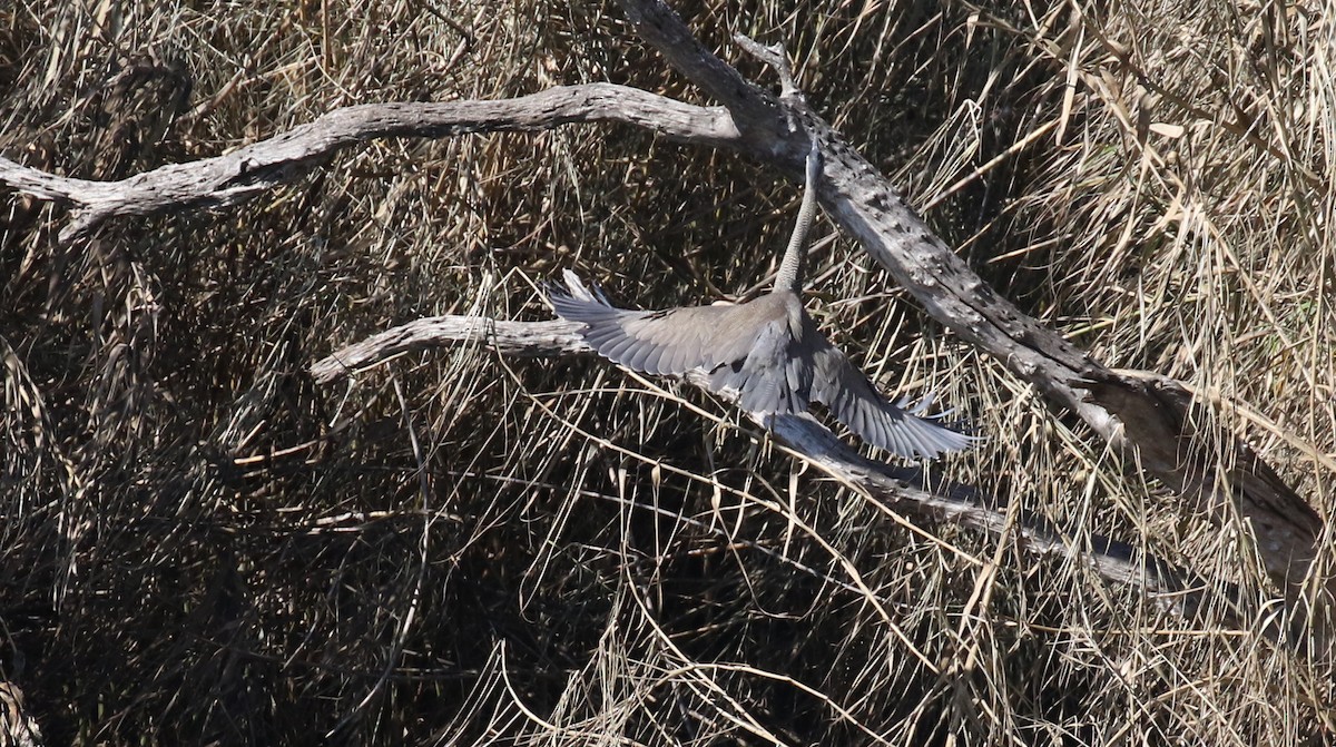 Bare-throated Tiger-Heron - ML615126351