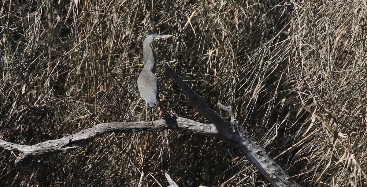 Bare-throated Tiger-Heron - Michael Woodruff