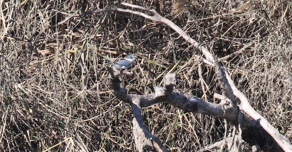 Belted Kingfisher - Michael Woodruff