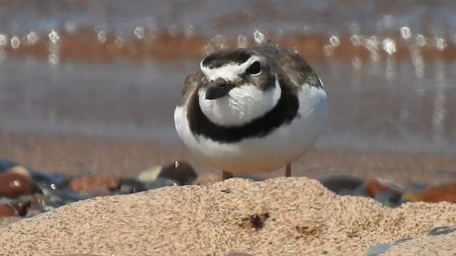 Wilson's Plover - ML615126441