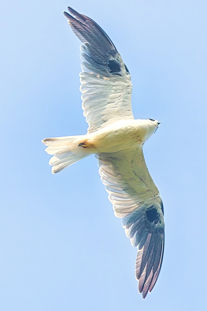 Black-shouldered Kite - ML615126495