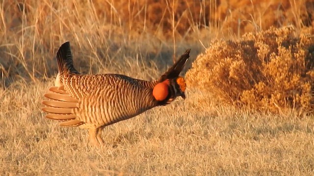 Oklahomapräriehuhn - ML615126498