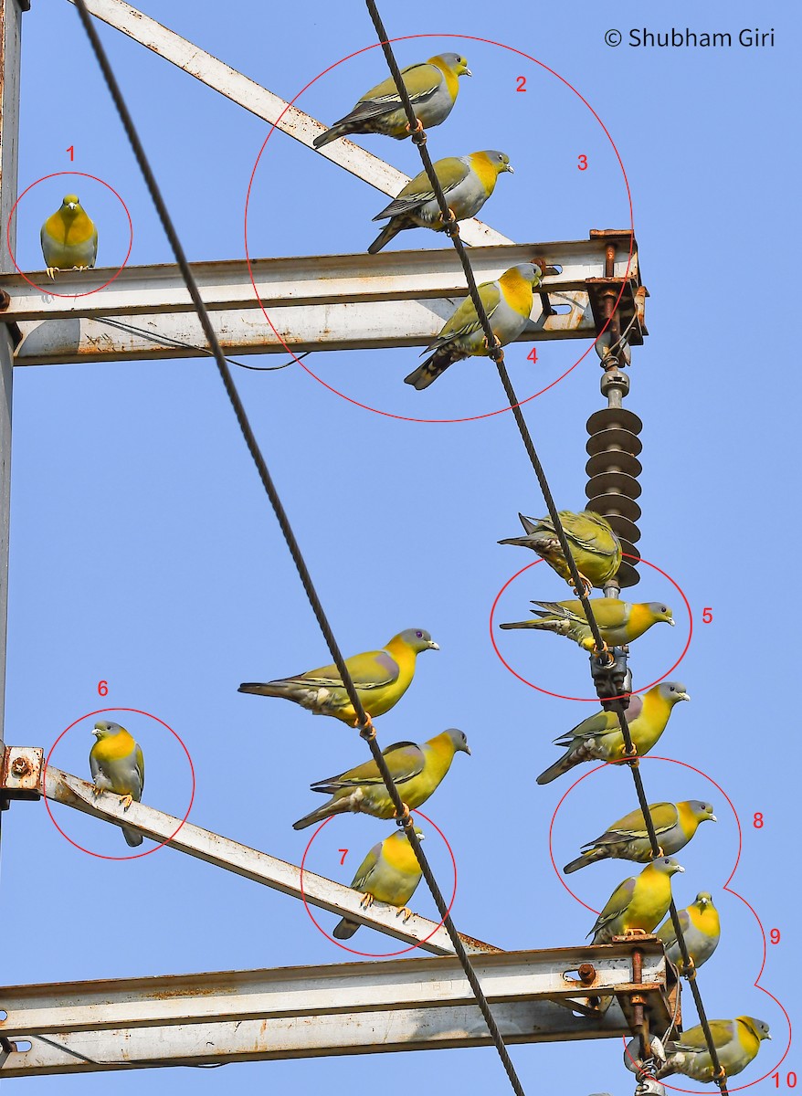 green-pigeon sp. - ML615126503