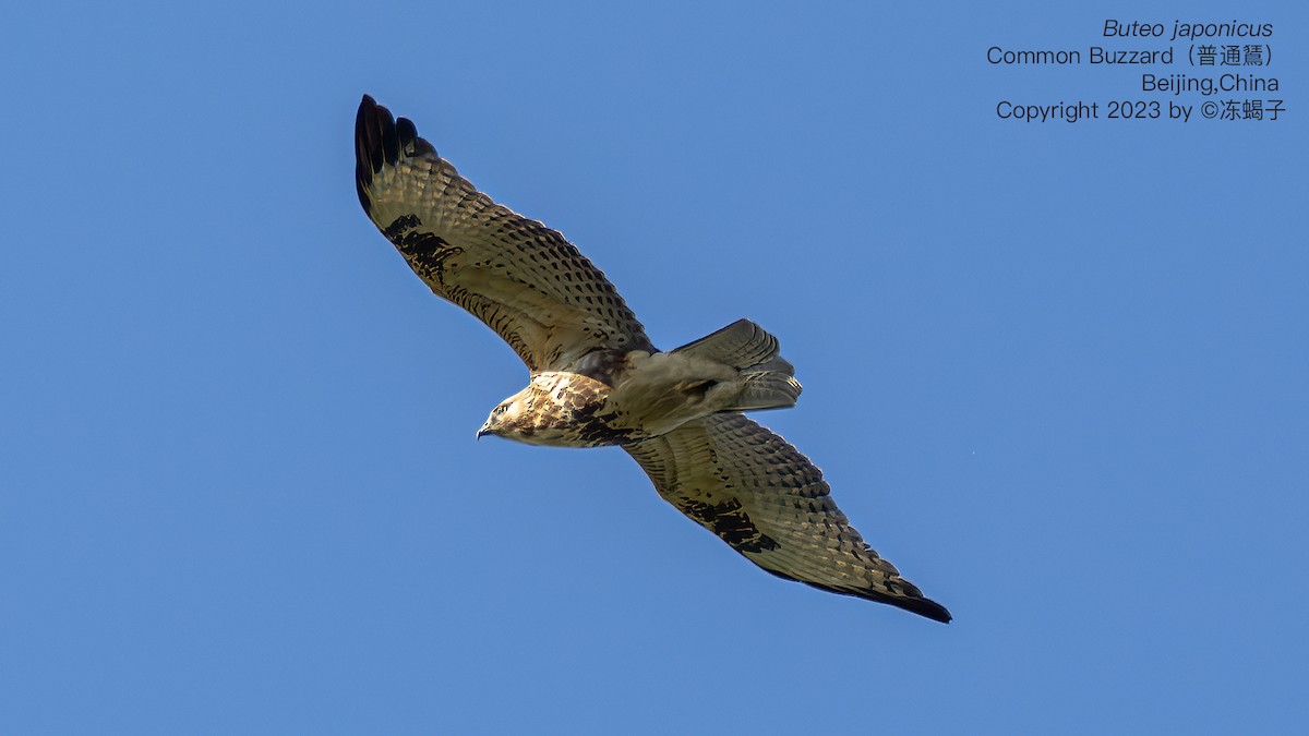 Eastern Buzzard - ML615126507