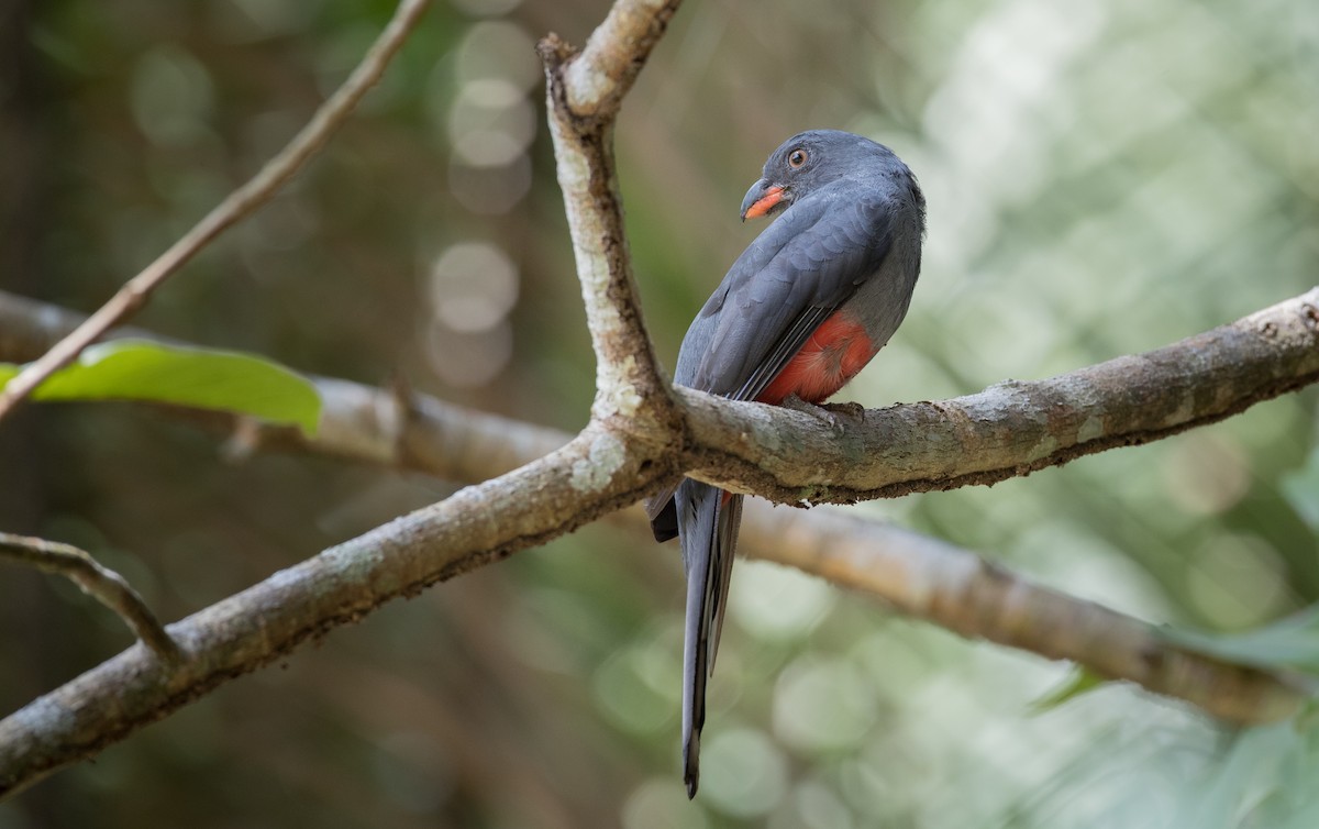 Slaty-tailed Trogon - ML61512651