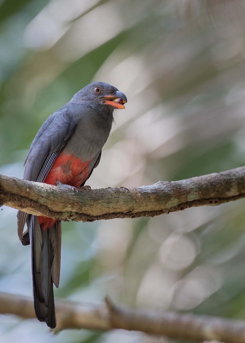 Slaty-tailed Trogon - ML61512661