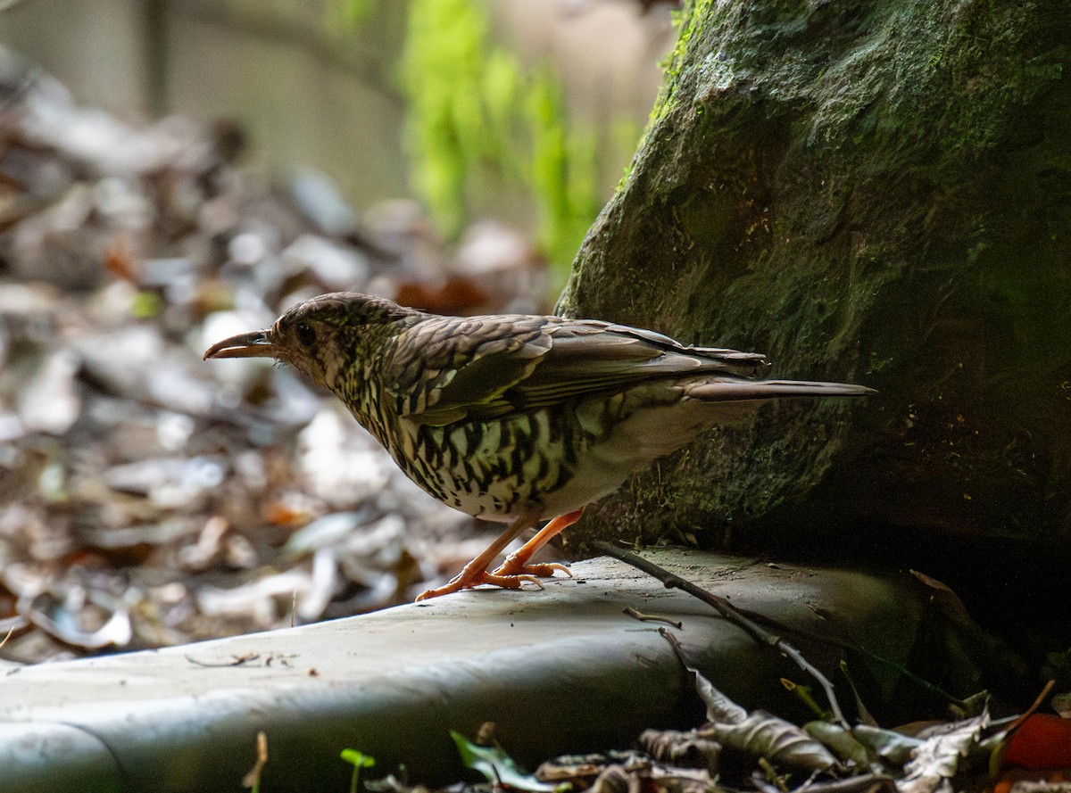 Russet-tailed Thrush - U3A Bird Group Two