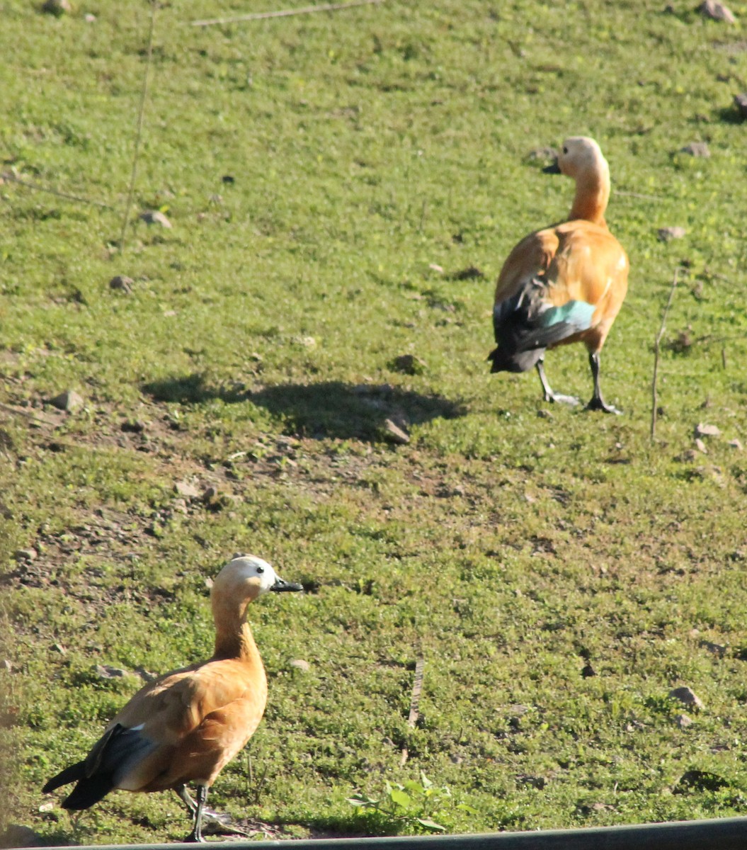 Ruddy Shelduck - ML615126648