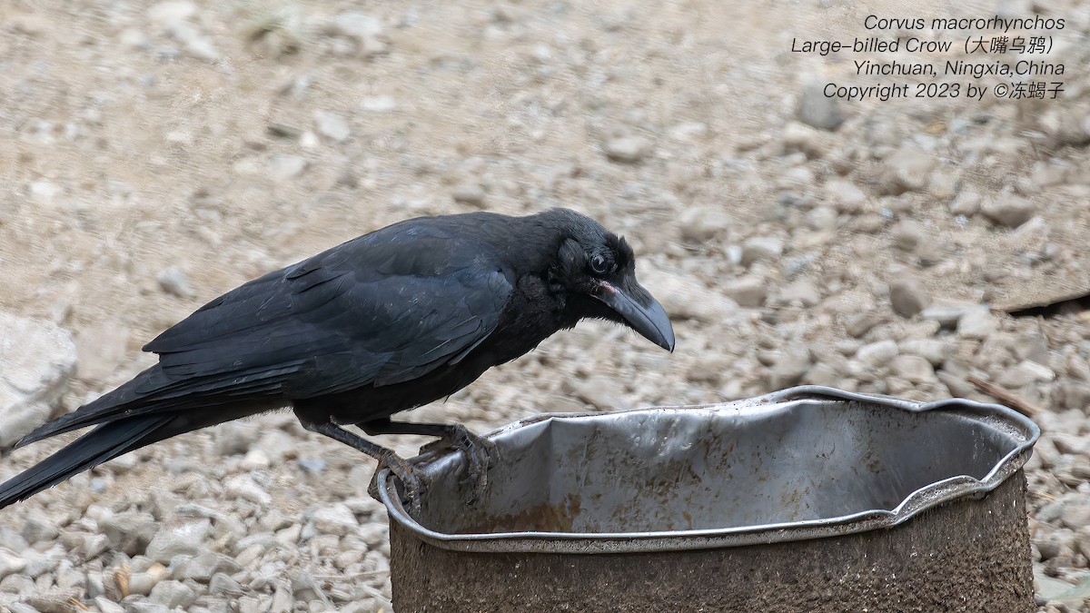 Large-billed Crow (Large-billed) - ML615126649