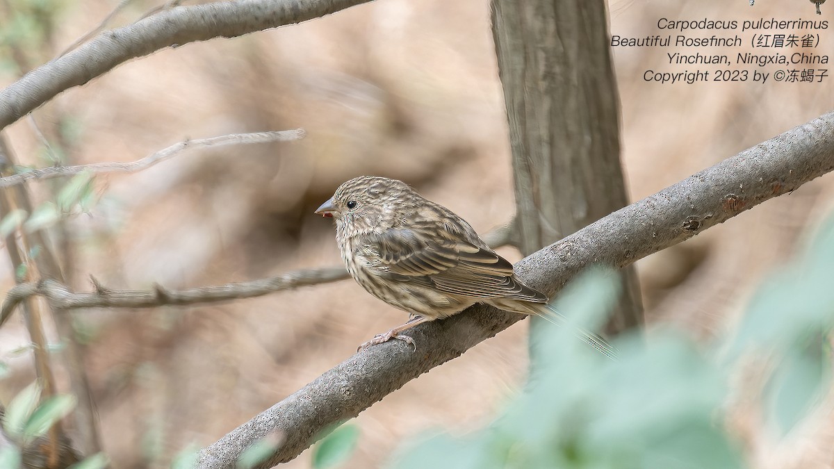 Chinese Beautiful Rosefinch - ML615126662