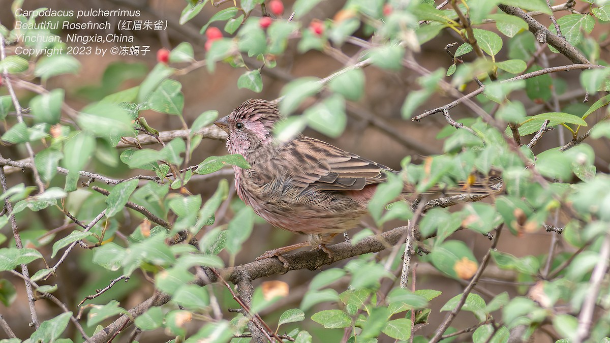 Chinese Beautiful Rosefinch - ML615126663