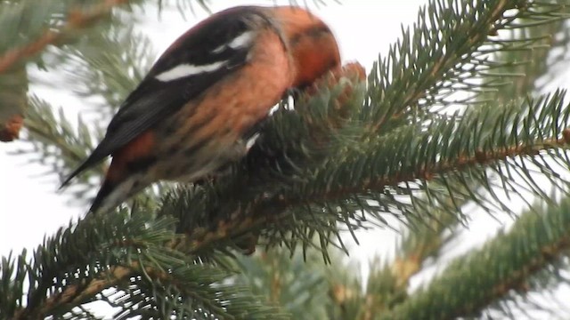 White-winged Crossbill - ML615126667