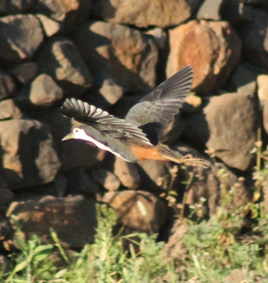 White-breasted Waterhen - ML615126668