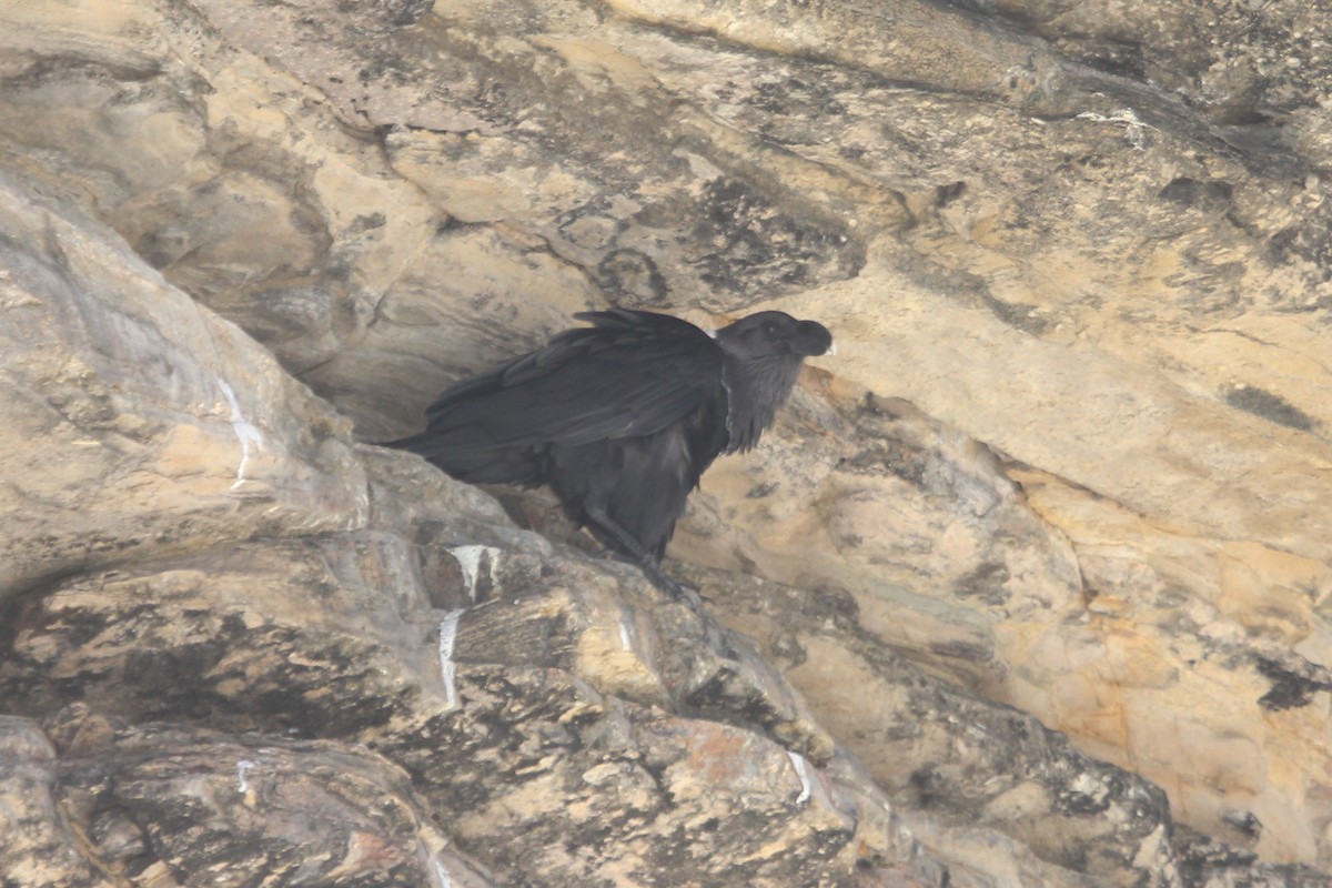 White-necked Raven - Ian Rijsdijk