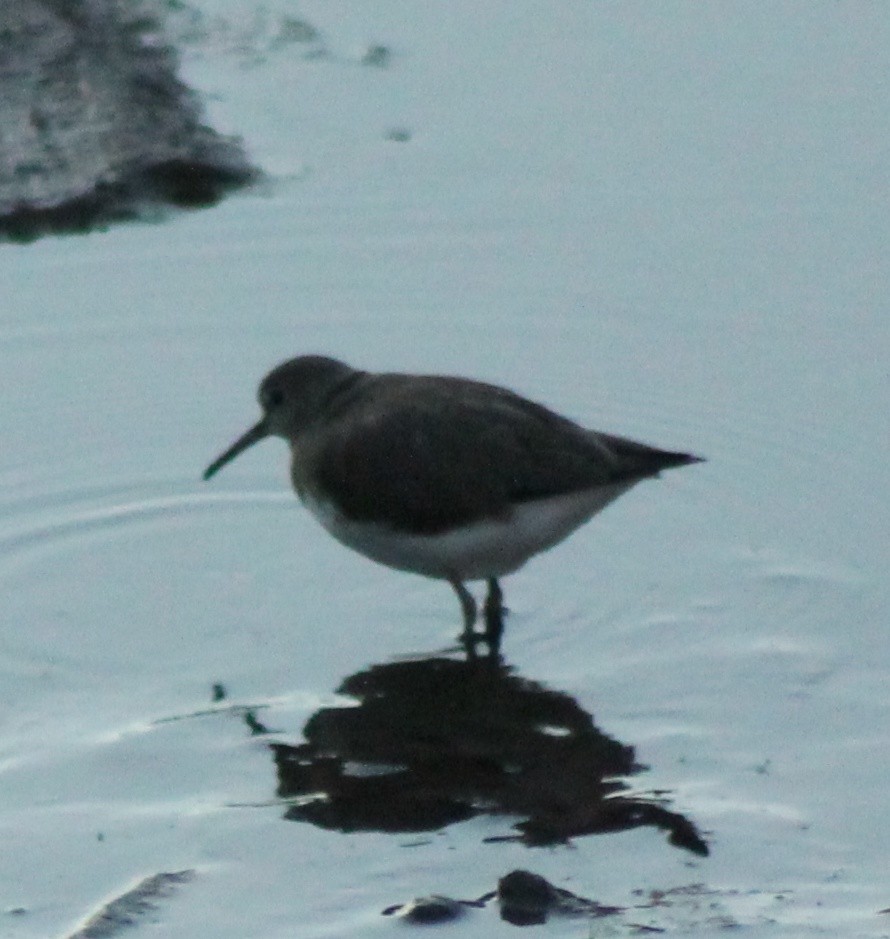 Common Sandpiper - ML615126678