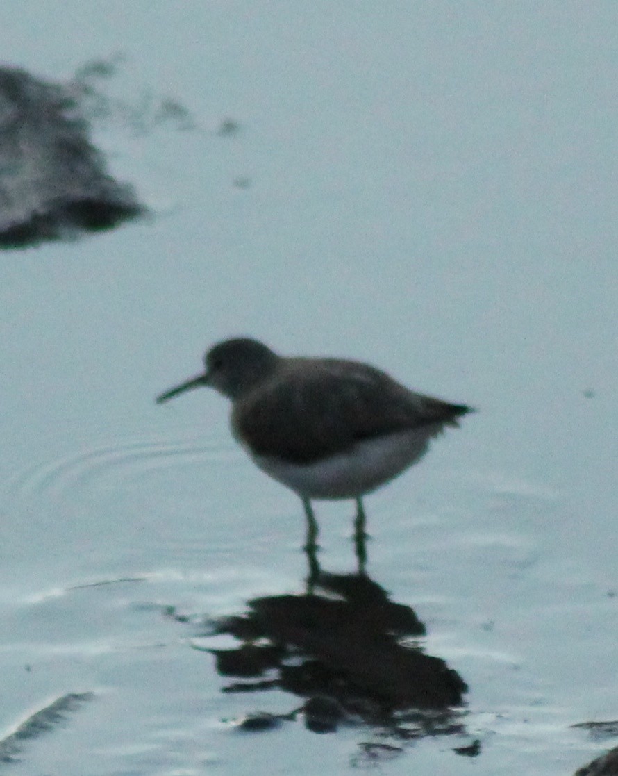 Common Sandpiper - ML615126681