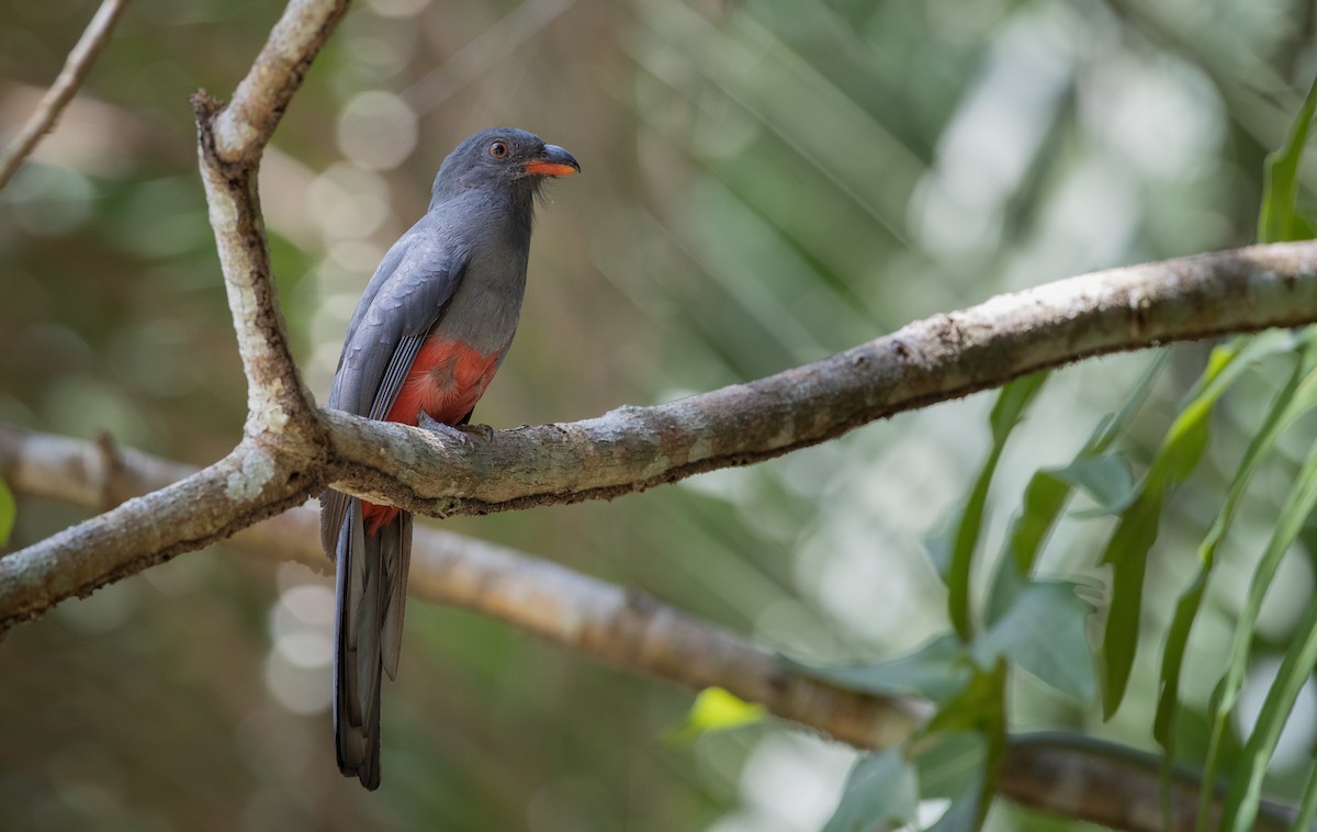 Slaty-tailed Trogon - ML61512671