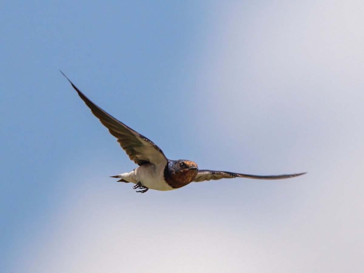 Barn Swallow - Michael Sanders