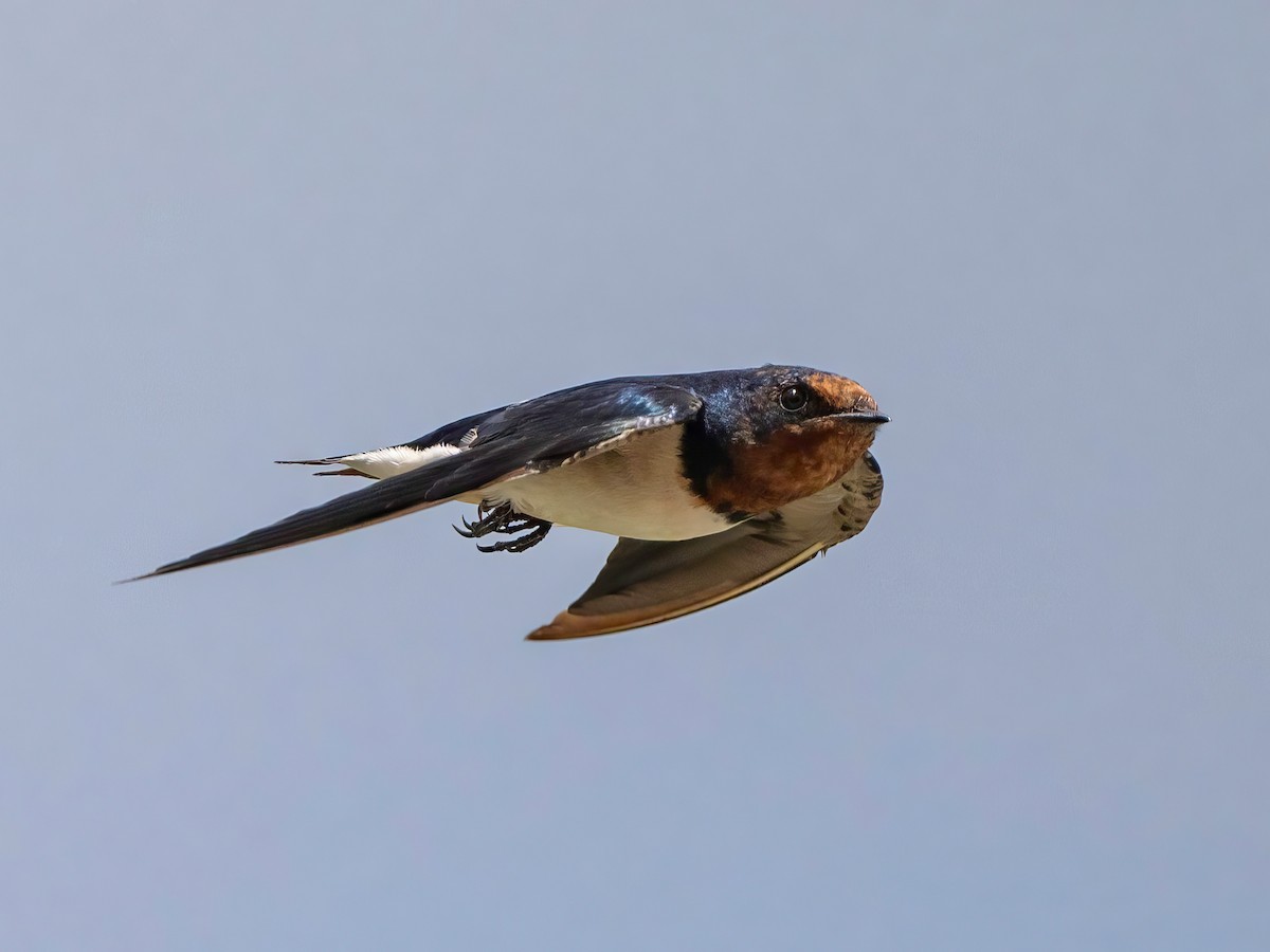 Barn Swallow - Michael Sanders