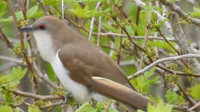 Black-billed Cuckoo - ML615126735