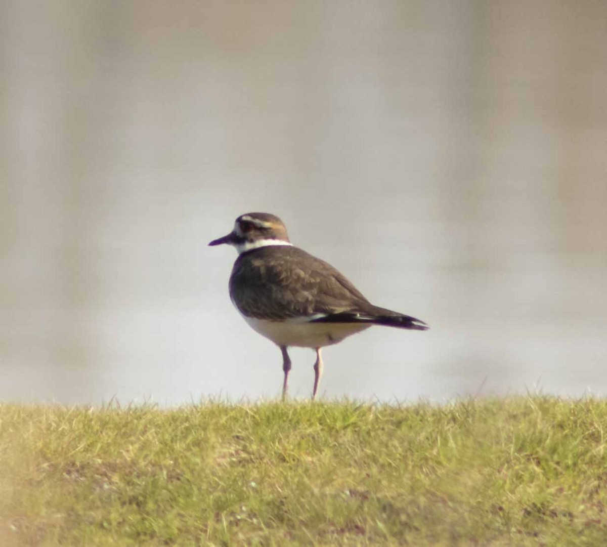 Killdeer - ML615126756