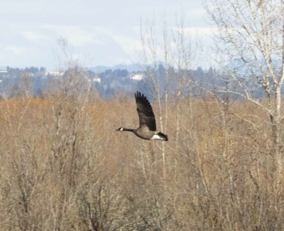 Canada Goose - ML615126767