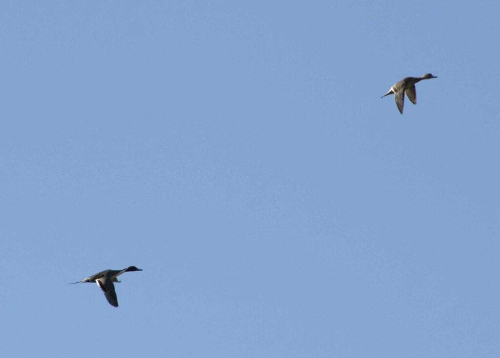 Spießente - ML615126769