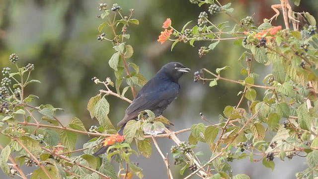 Black Drongo - ML615126780