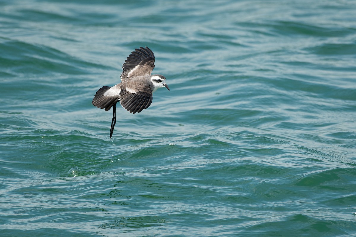 White-faced Storm-Petrel - Ian Melbourne