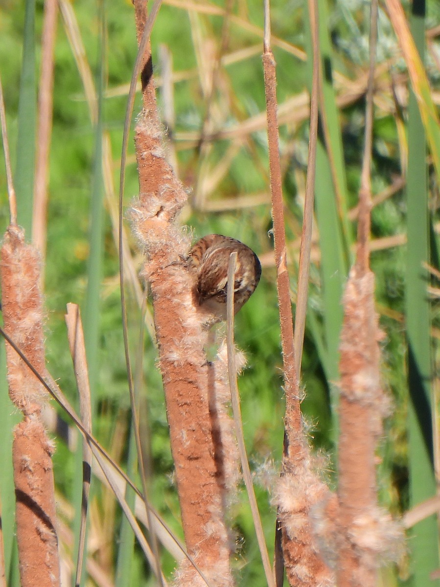 Reed Bunting - ML615126793