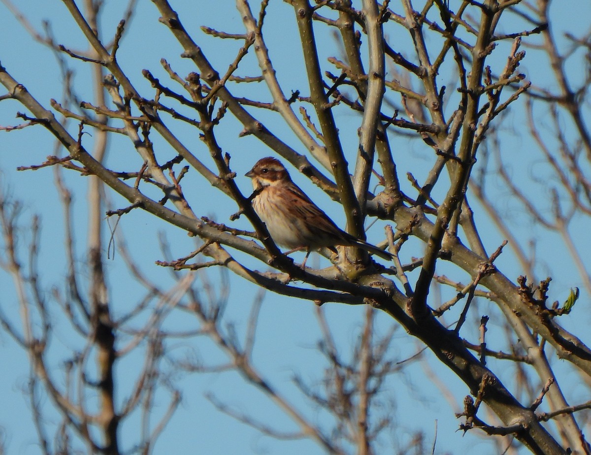 Reed Bunting - ML615126794