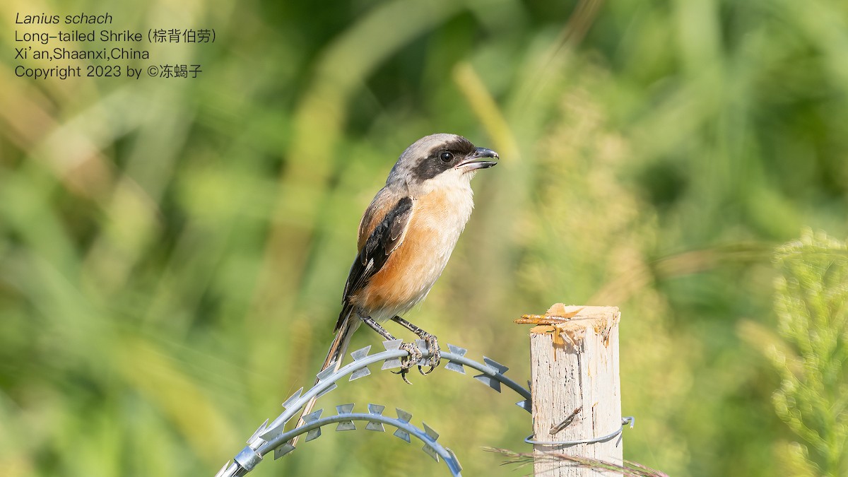 Long-tailed Shrike - ML615126803