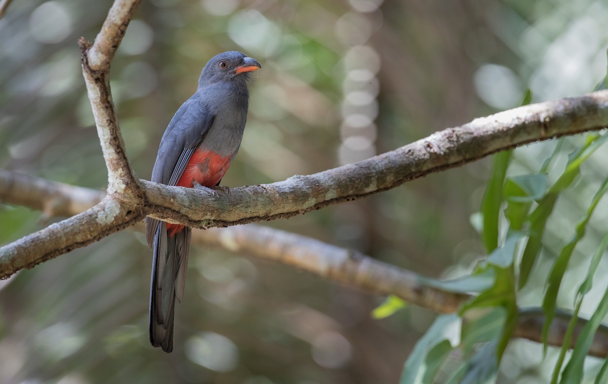 Slaty-tailed Trogon - Ian Davies