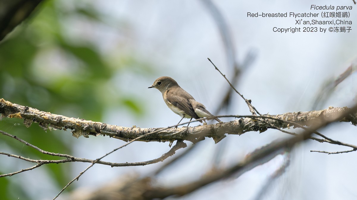 Taiga Flycatcher - ML615126828