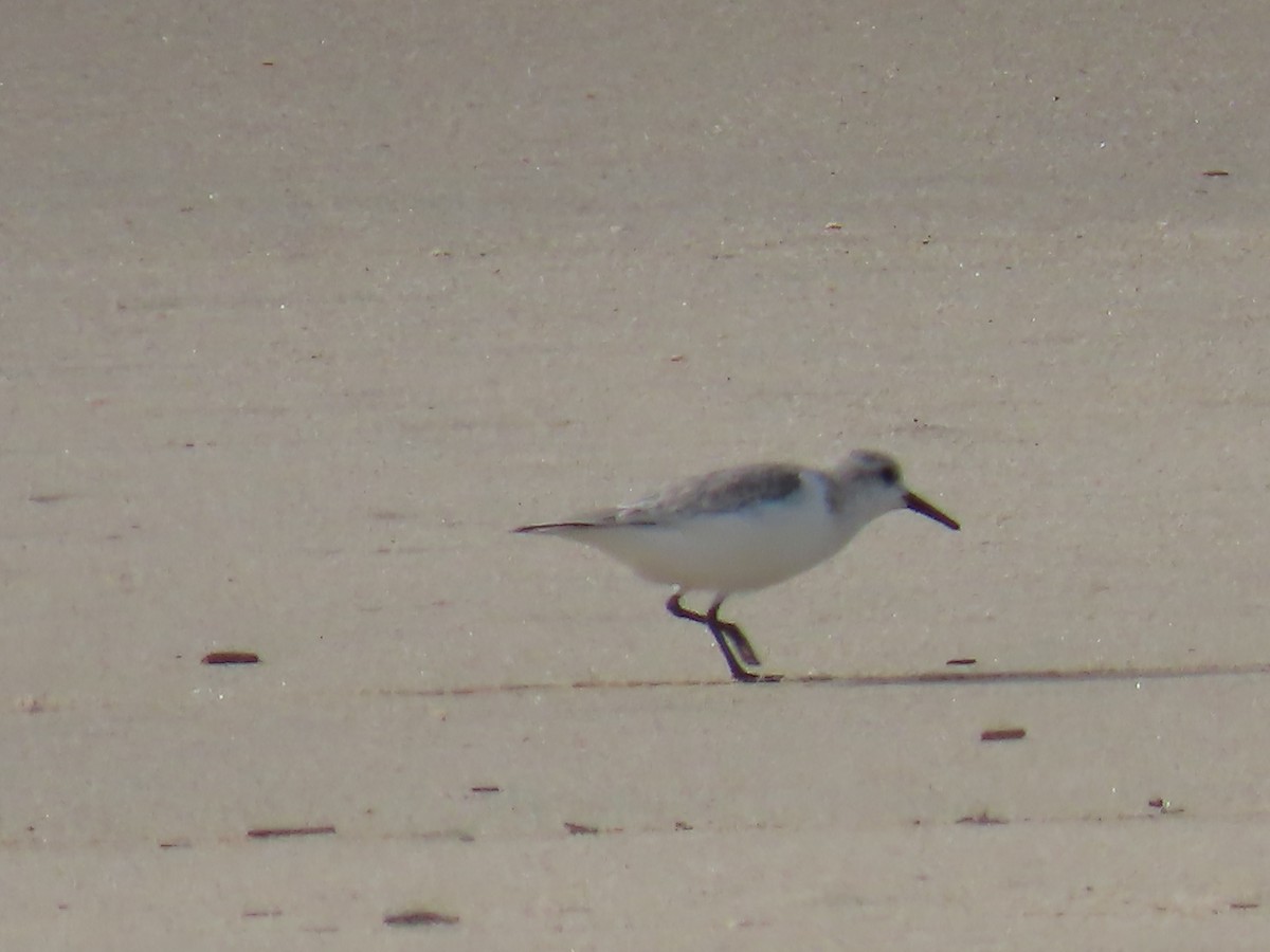 Bécasseau sanderling - ML615126846